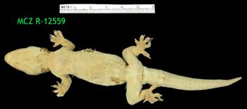 Media type: image;   Herpetology R-12559